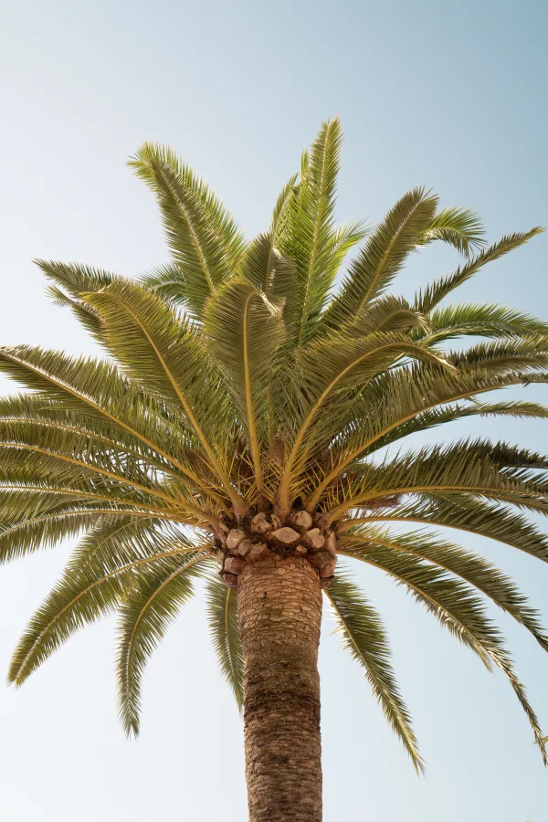 Palmier tropical vu du sol sous un ciel bleu