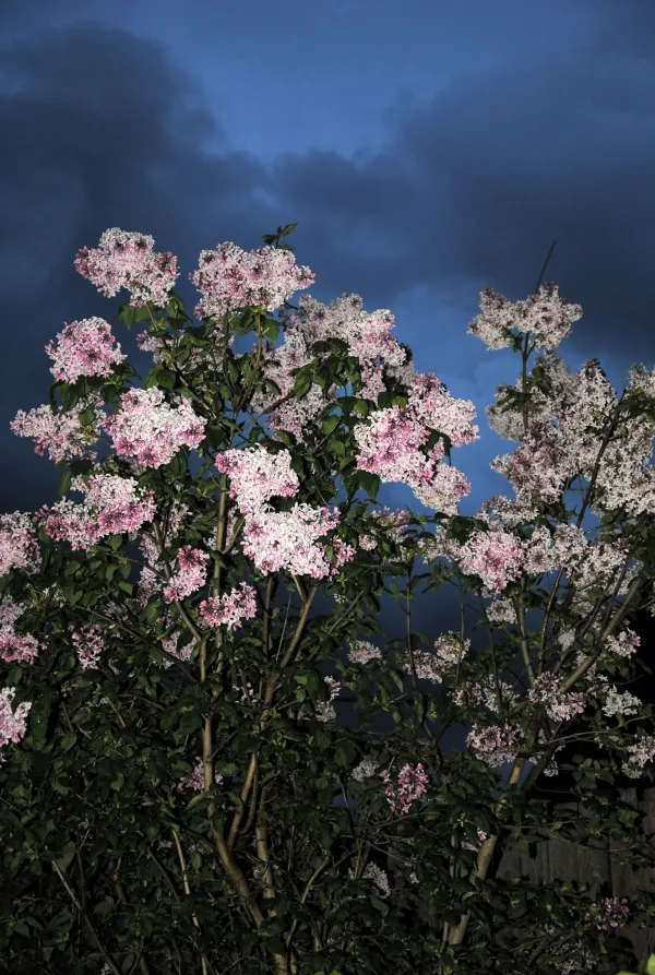Arbuste en fleurs roses sous un ciel orageux au crépuscule