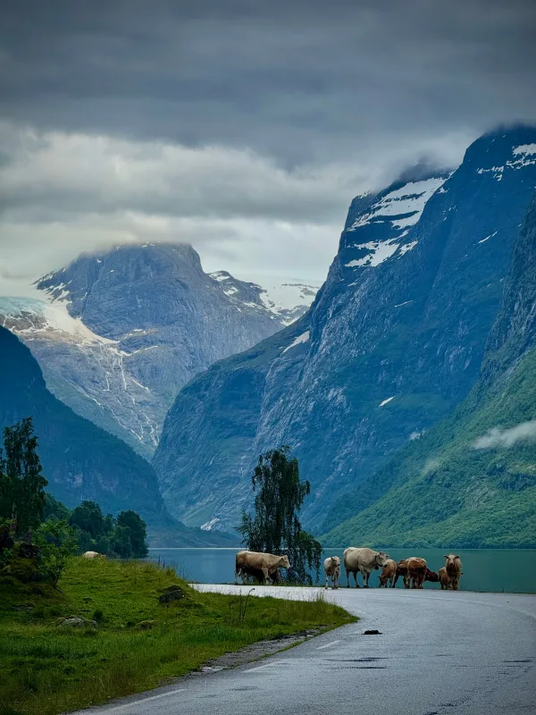 Vaches sur une route au bord d’un fjord entouré de montagnes enneigées
