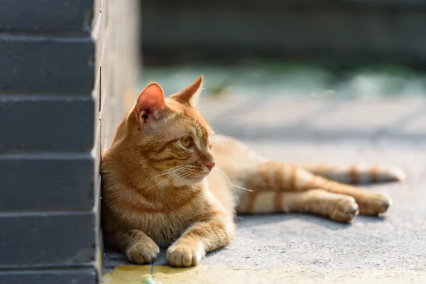 Chat roux allongé au soleil dans un environnement urbain