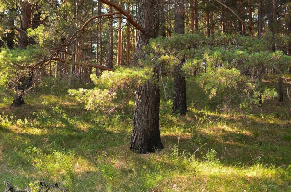 Forêt de pins baignée de lumière naturelle