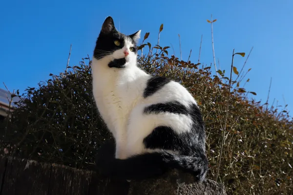 Chat noir et blanc assis sur un muret sous un ciel bleu