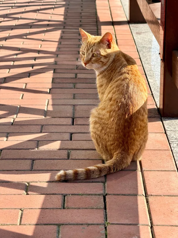 Chat roux assis sur un sol pavé au soleil