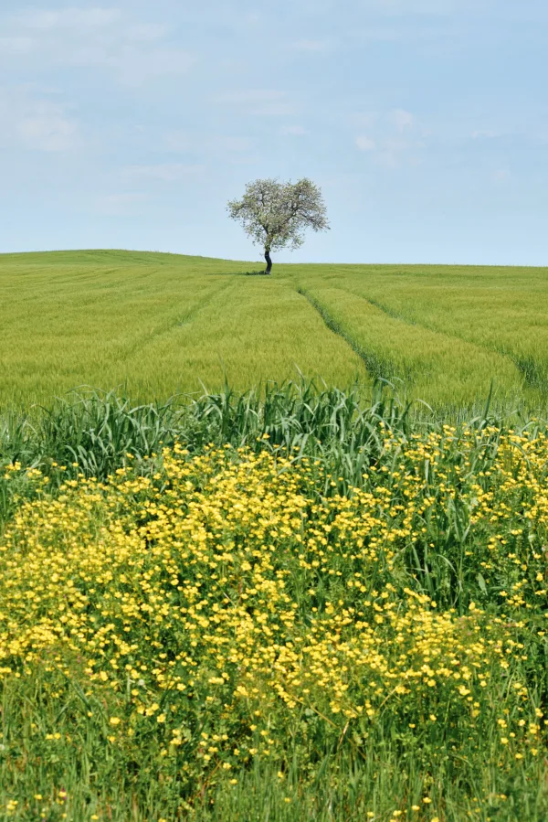 Arbre solitaire au milieu d’un champ verdoyant sous un ciel bleu