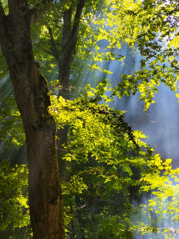 Rayons de soleil traversant une forêt verdoyante
