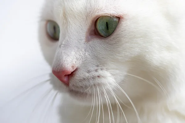 Gros plan d’un chat blanc aux yeux verts – Photo féline haute résolution