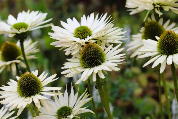 Fleurs d’échinacée blanches en pleine floraison – Photo de jardin naturelle