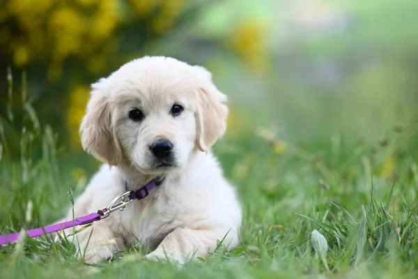Chiot Golden Retriever dans l’herbe – Photo adorable de chien en haute résolution