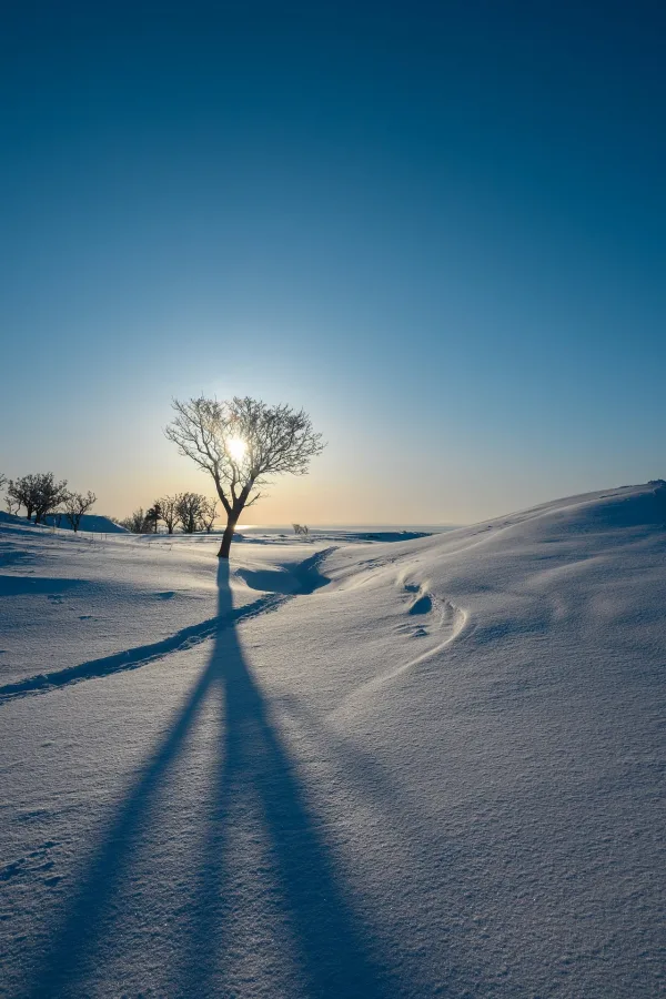 Paysage enneigé au lever du soleil – Arbre solitaire en hiver