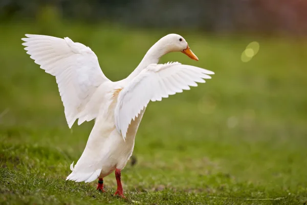 Canard coureur indien blanc aux ailes déployées – Photo animalière en plein air