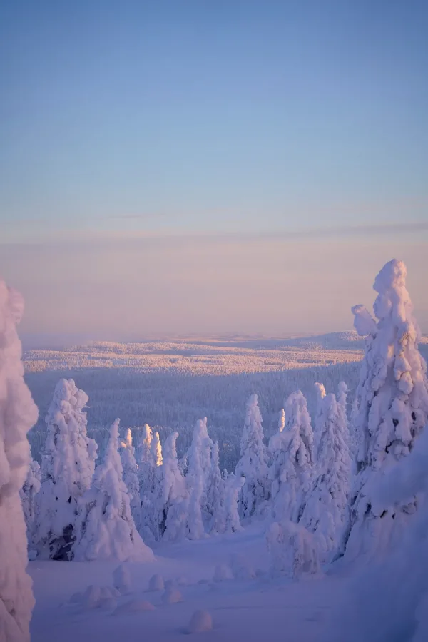 Forêt enneigée au lever du soleil dans un paysage hivernal arctique