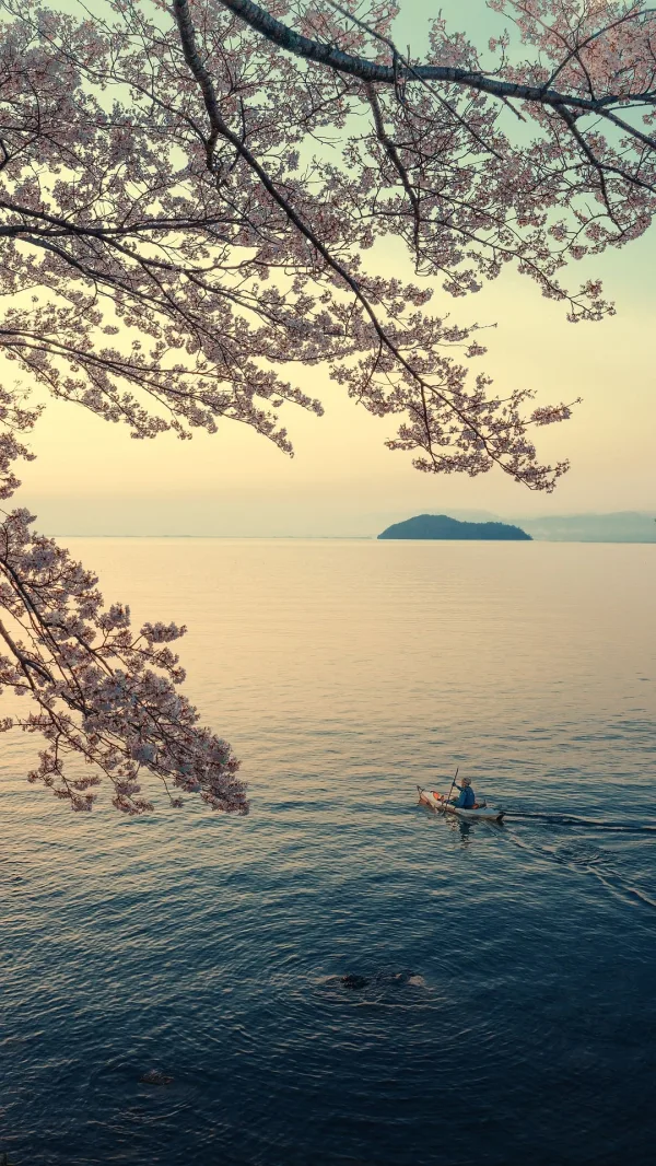 Kayak sur un lac au printemps sous les cerisiers en fleurs – paysage paisible