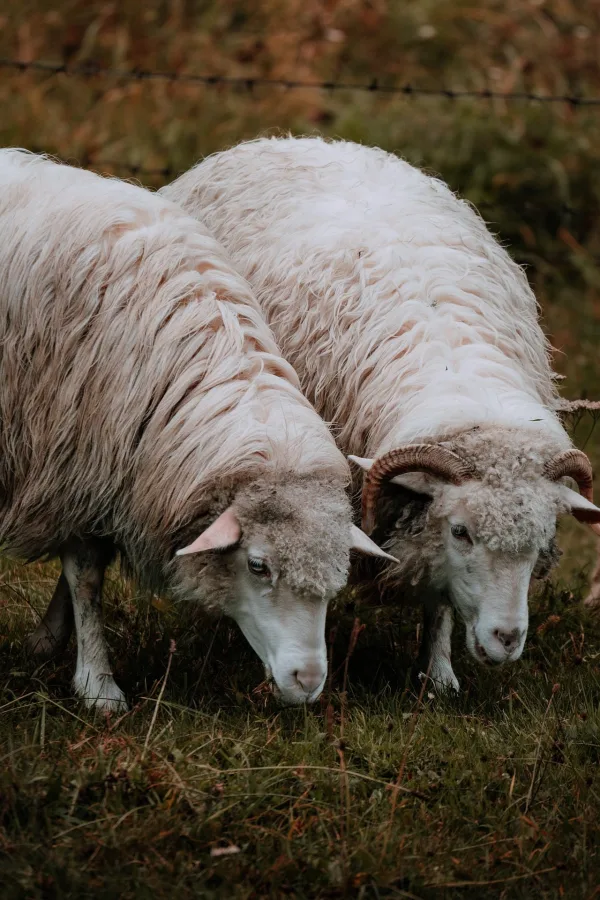 Deux moutons dans un pâturage verdoyant – scène de vie rurale