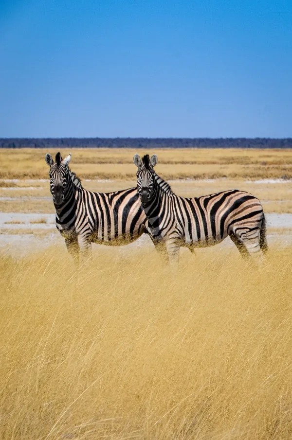 Deux zèbres dans la savane africaine – photographie animalière