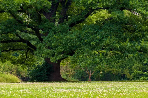 Grand chêne majestueux dans une prairie verdoyante