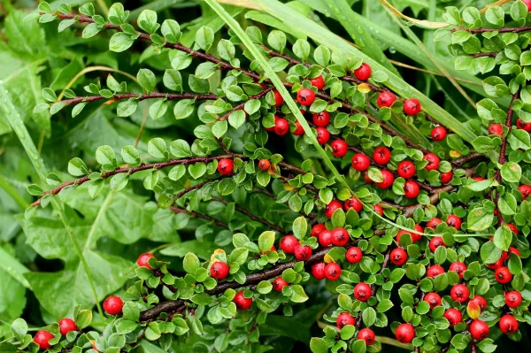 Baies rouges de cotonéaster sur un arbuste au feuillage vert