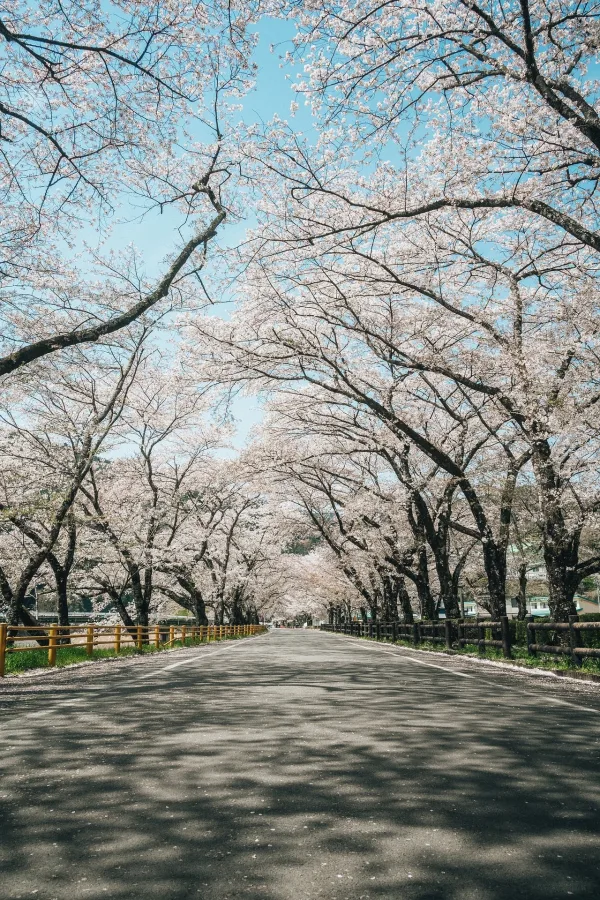 Route bordée de cerisiers en fleurs au Japon au printemps