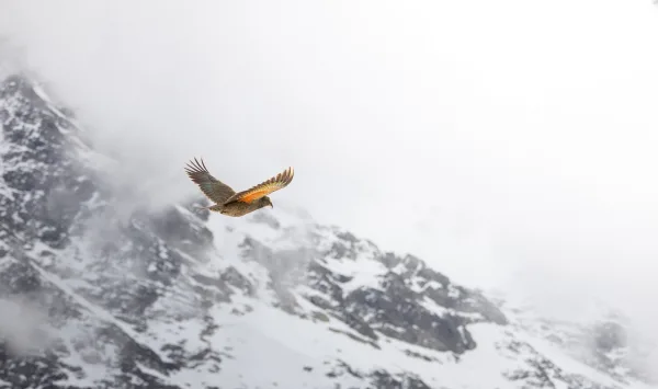 Oiseau en vol au-dessus de montagnes enneigées sous la brume