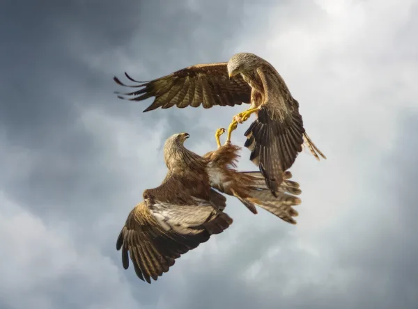Oiseaux de proie en plein vol dans un ciel orageux
