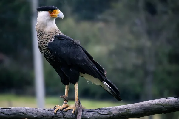 Caracara huppé perché sur une branche en pleine nature