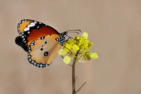 Papillon orange et noir posé sur une fleur jaune en macro