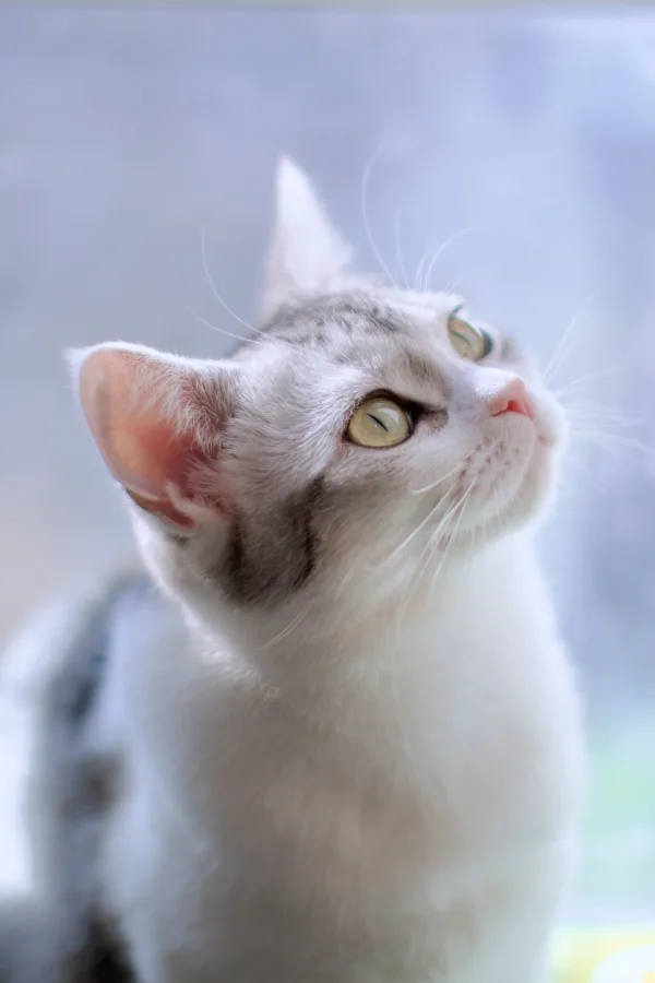 Chat blanc et gris regardant vers le haut en lumière naturelle