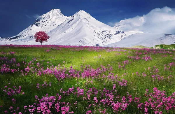 Prairie fleurie avec montagnes enneigées et arbre solitaire au printemps