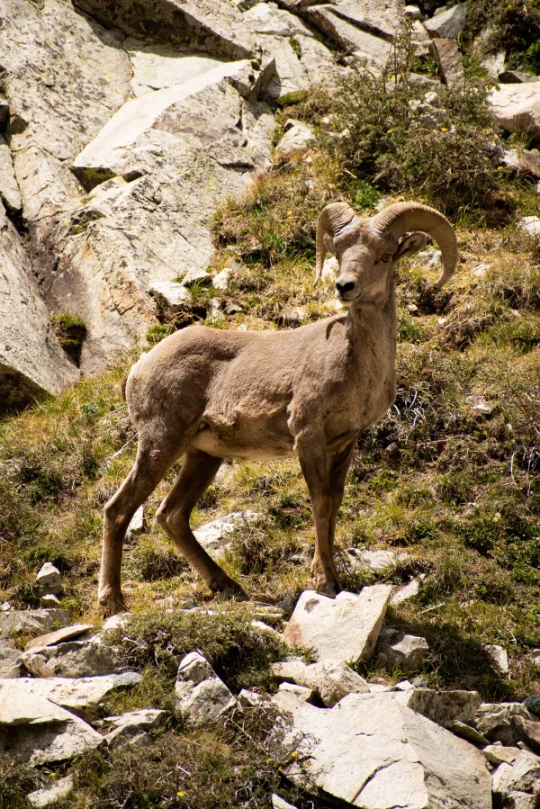 Mouflon des montagnes sur un versant rocheux – Faune sauvage alpine