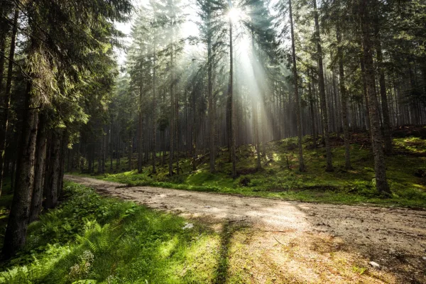 Rayons de soleil traversant une forêt de conifères au cœur de la nature