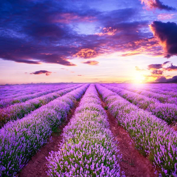 Champ de lavande sous un ciel spectaculaire au coucher du soleil