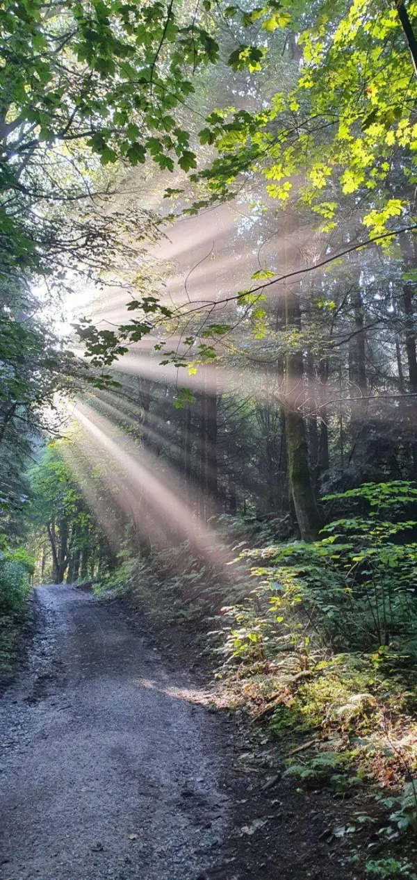 Rayons de soleil traversant une forêt verdoyante