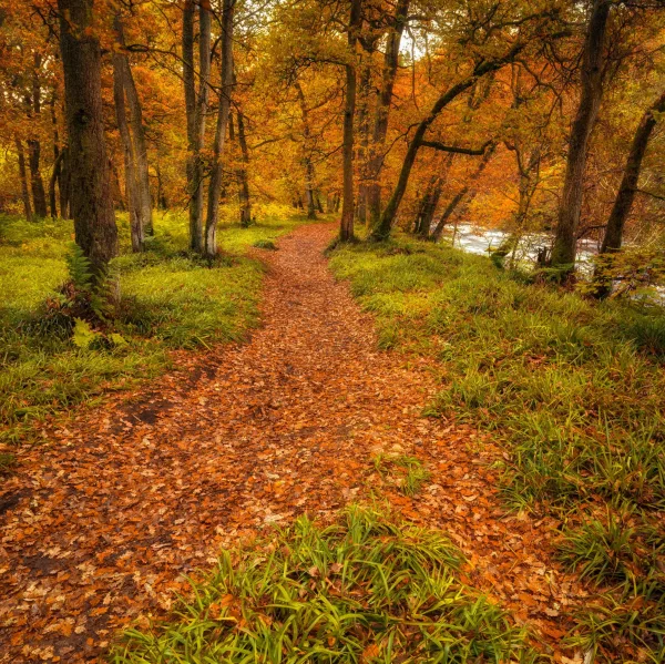 Sentier forestier recouvert de feuilles d'automne au cœur d'une forêt aux couleurs flamboyantes