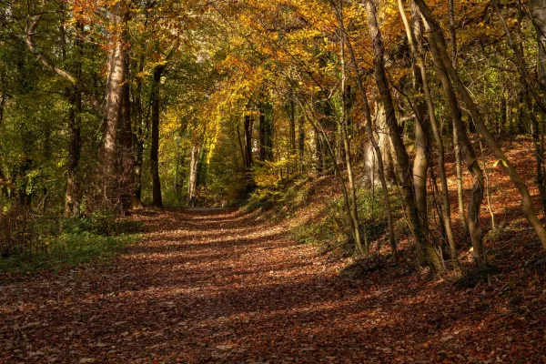 Sentier forestier en automne bordé d'arbres aux couleurs dorées