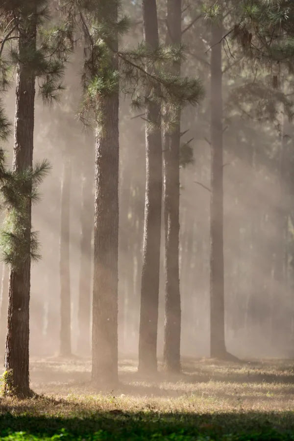 Forêt de pins baignée par la lumière du matin et une légère brume