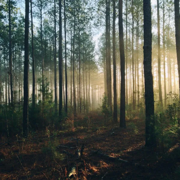 Forêt de pins illuminée par les rayons du soleil au lever du jour
