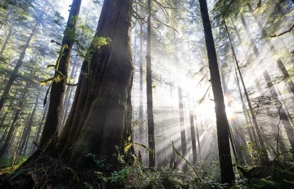 Séquoia géant baigné par les rayons du soleil dans une forêt ancienne