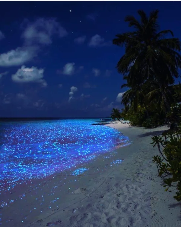 Plage bioluminescente tropicale sous un ciel étoilé