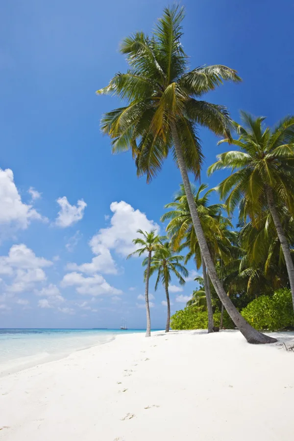 Plage paradisiaque de sable blanc bordée de palmiers tropicaux