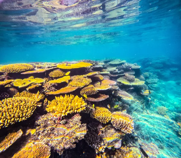 Récif corallien coloré dans des eaux tropicales cristallines