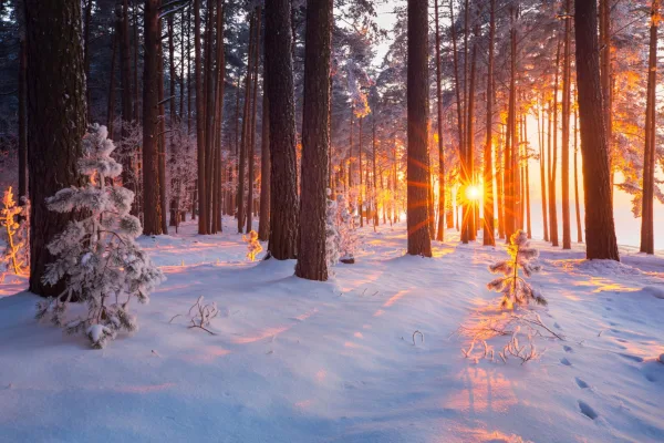 Forêt enneigée au lever du soleil en hiver – paysage naturel féérique