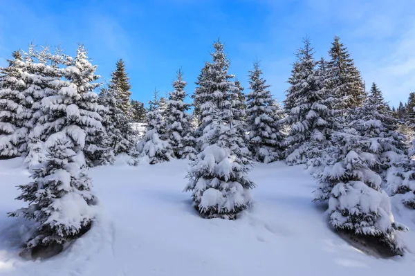 Forêt de sapins enneigés sous un ciel bleu en plein hiver