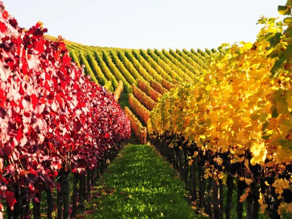 Vignoble coloré en automne avec rangées de vignes sous un ciel lumineux