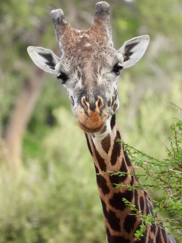 Portrait de girafe africaine en gros plan dans la savane sauvage