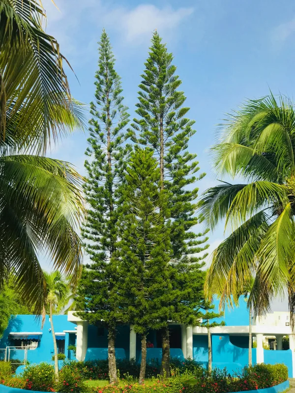 Pins tropicaux et palmiers devant une villa sous un ciel bleu