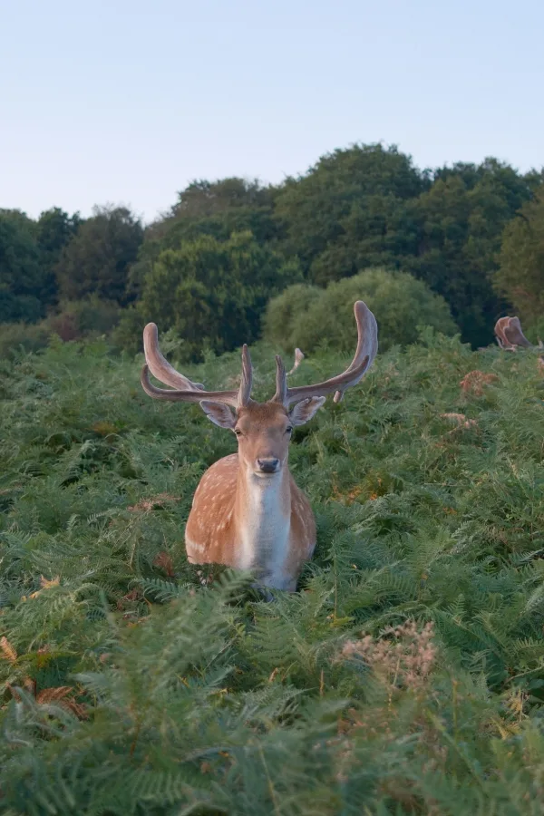 Cerf majestueux au milieu d'une prairie de fougères en pleine nature