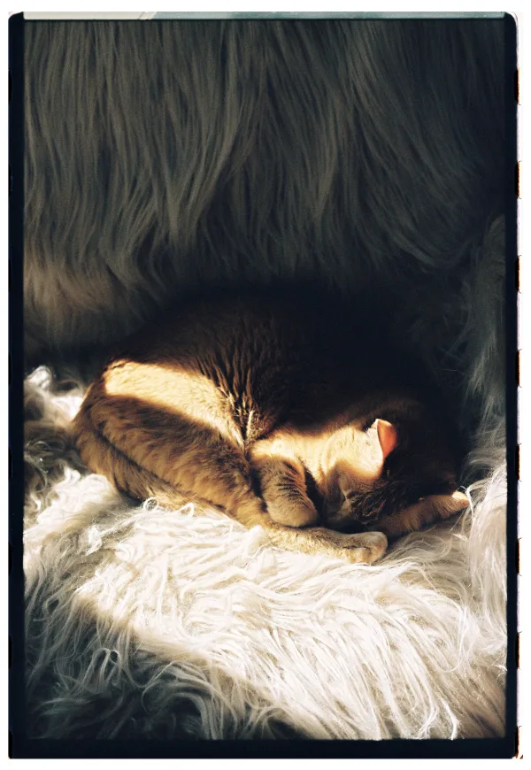 Chat roux endormi sur une couverture en fausse fourrure dans une lumière naturelle